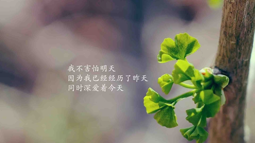 丁香花儿开